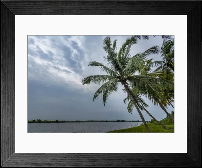 Framed Print : Africa, Togo, Aneho. Palms on the shores of the Togo Lake Framed Print : Africa, Togo, Aneho. Palms on the shores of the Togo Lake