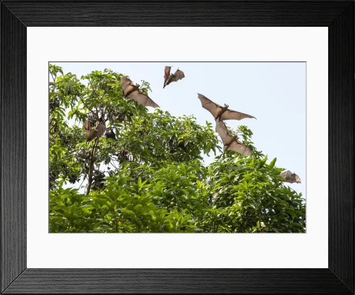 Framed Print : Africa, Togo, Kloto, Kpalima area. Fruitbats flying in a forest Framed Print : Africa, Togo, Kloto, Kpalima area. Fruitbats flying in a forest