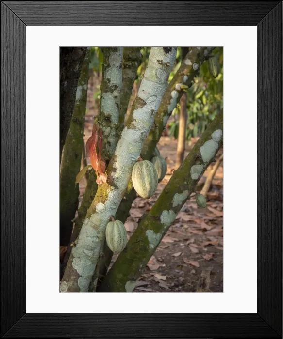 Framed Print : Africa, Togo, Kloto, Kpalima area. A cocoa plantation Framed Print : Africa, Togo, Kloto, Kpalima area. A cocoa plantation