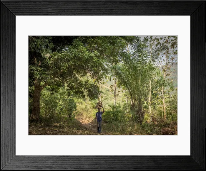 Framed Print : Africa, Togo, Kloto, Kpalima area. Man carrying heavy fire wood through the forest