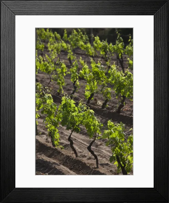 Framed Print : Italy, Sardinia, Northern Sardinia, Badesi, Vineyard Framed Print : Italy, Sardinia, Northern Sardinia, Badesi, Vineyard