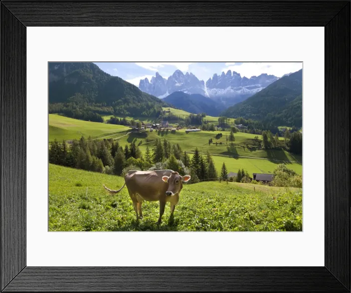 Framed Print : Cow in valley, Italy, near Bolzano, Val di Funes, St. Magdalena and Dolomites Framed Print : Cow in valley, Italy, near Bolzano, Val di Funes, St. Magdalena and Dolomites