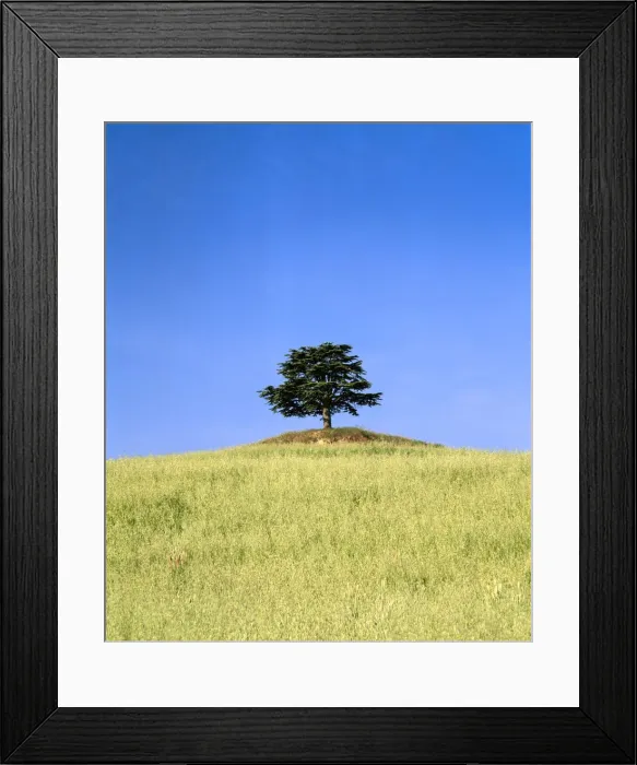 Framed Print : Italy, Tuscany, Trees, Singular tree on hilltop Framed Print : Italy, Tuscany, Trees, Singular tree on hilltop