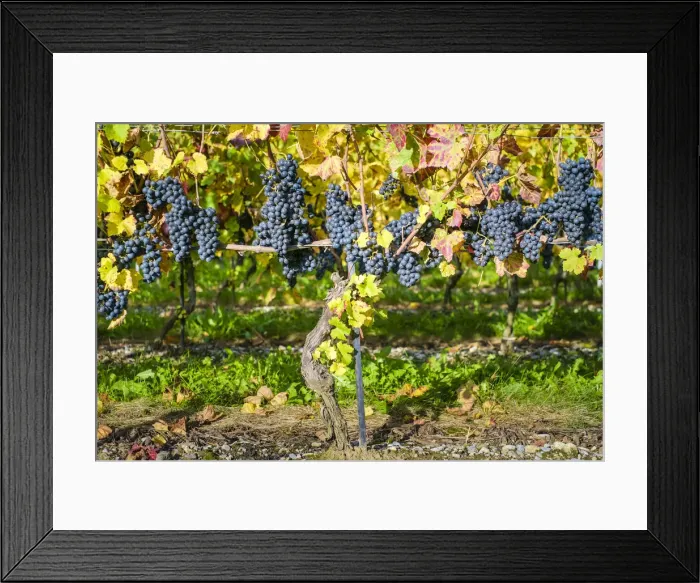 Framed Print : Pinot Noir grapes on vine before harvest, Yvorne, Vaud Canton, Switzerland Framed Print : Pinot Noir grapes on vine before harvest, Yvorne, Vaud Canton, Switzerland
