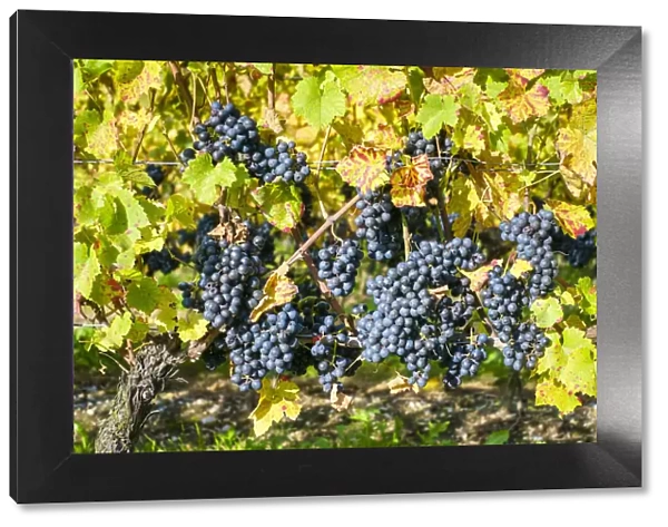 Pinot Noir grapes on vine before harvest, Yvorne, Vaud Canton, Switzerland