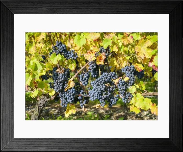 Framed Print : Pinot Noir grapes on vine before harvest, Yvorne, Vaud Canton, Switzerland Framed Print : Pinot Noir grapes on vine before harvest, Yvorne, Vaud Canton, Switzerland