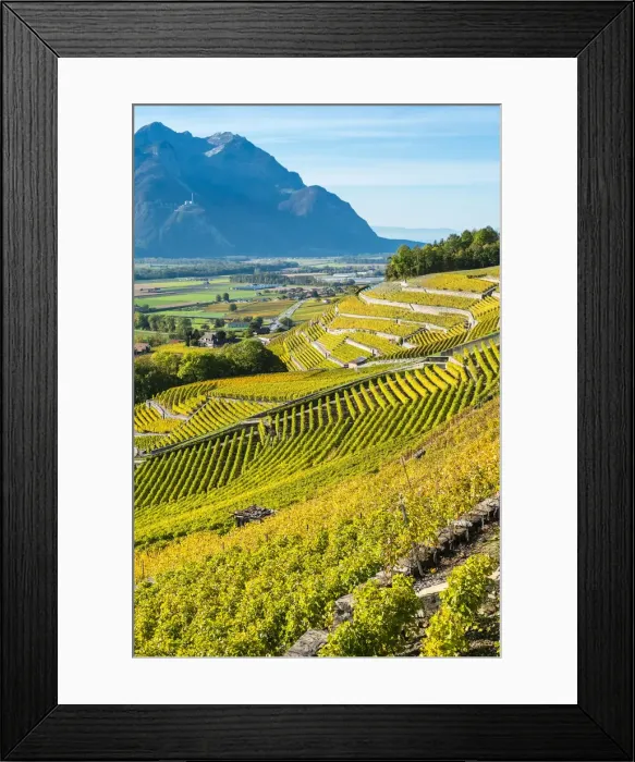 Framed Print : Terraced vineyards in autumn during harvest season, Aigle, Vaud Canton, Switzerland Framed Print : Terraced vineyards in autumn during harvest season, Aigle, Vaud Canton, Switzerland