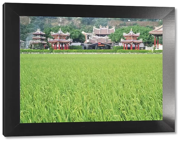 Paddy field in front of Buddhist temple, Taiwan
