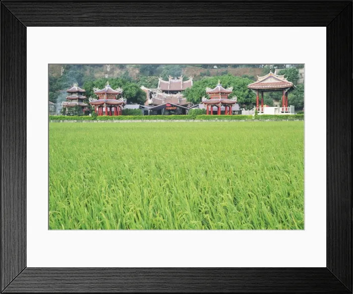 Framed Print : Paddy field in front of Buddhist temple, Taiwan Framed Print : Paddy field in front of Buddhist temple, Taiwan