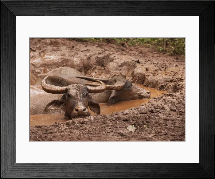 Framed Print : South East Asia, Thailand, Asian water buffalo (Bubalus bubalis) wallowing in mud Framed Print : South East Asia, Thailand, Asian water buffalo (Bubalus bubalis) wallowing in mud