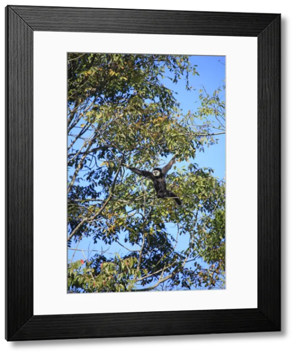 Framed Print : South East Asia, Thailand, Nakhon Ratchasima province, lar gibbon (Hylobates lar) Framed Print : South East Asia, Thailand, Nakhon Ratchasima province, lar gibbon (Hylobates lar)