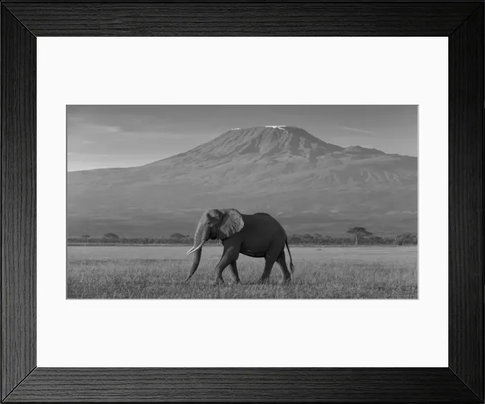 Framed Print : Elephants and Mount Kilimanjaro, Amboseli, Kenya, black and white Framed Print : Elephants and Mount Kilimanjaro, Amboseli, Kenya, black and white