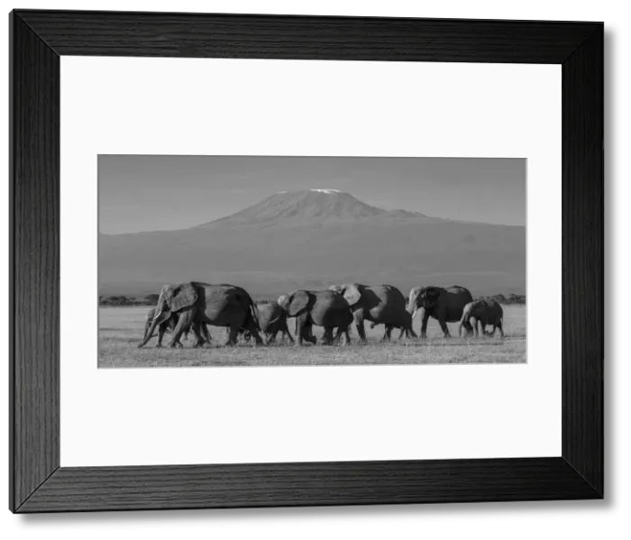 Framed Print : Elephants and Mount Kilimanjaro, Amboseli, Kenya, black and white Framed Print : Elephants and Mount Kilimanjaro, Amboseli, Kenya, black and white