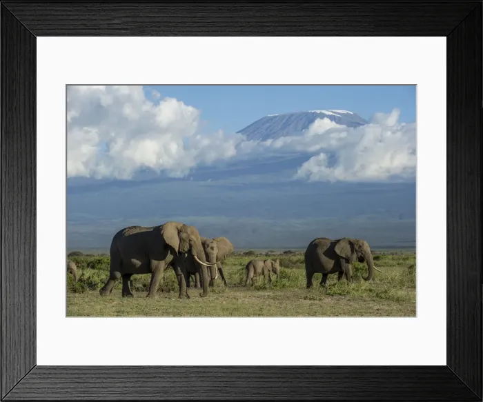 Framed Print : Elephants and Mount Kilimanjaro, Amboseli, Kenya Framed Print : Elephants and Mount Kilimanjaro, Amboseli, Kenya