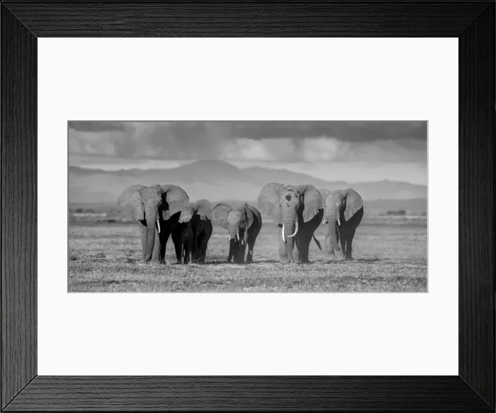 Framed Print : Black and white of elephants in Amboseli, Kenya Framed Print : Black and white of elephants in Amboseli, Kenya