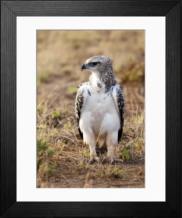 Framed Print : Pallid Harrier (Circus macrourus), Amboseli National Park, Kenya Framed Print : Pallid Harrier (Circus macrourus), Amboseli National Park, Kenya