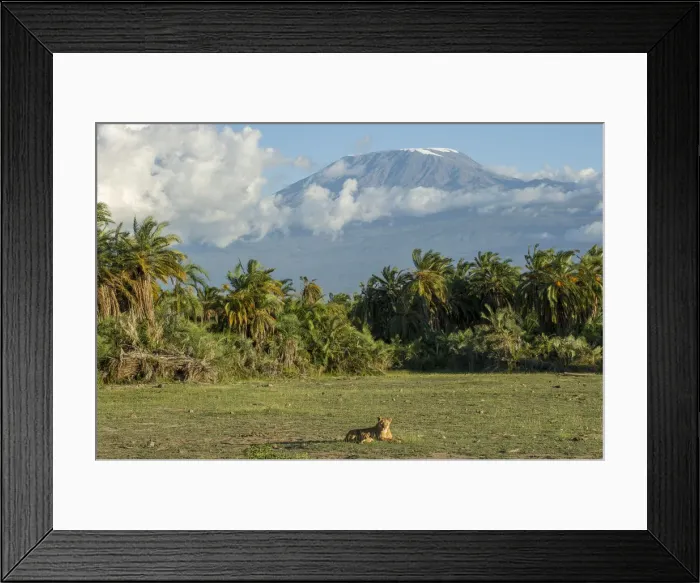 Framed Print : Lion and Mount Kilimanjaro, Amboseli, Kenya Framed Print : Lion and Mount Kilimanjaro, Amboseli, Kenya