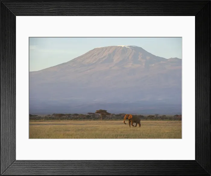 Framed Print : Elephants and Mount Kilimanjaro at dawn, Amboseli, Kenya