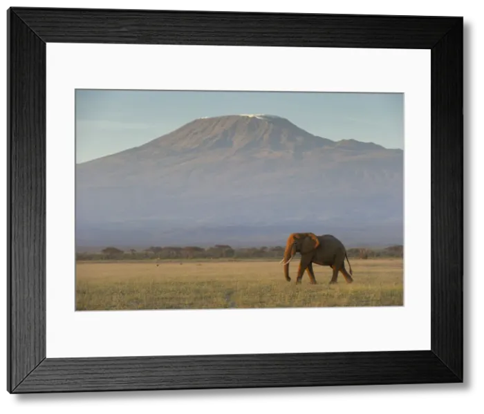 Framed Print : Elephants and Mount Kilimanjaro at dawn, Amboseli, Kenya Framed Print : Elephants and Mount Kilimanjaro at dawn, Amboseli, Kenya