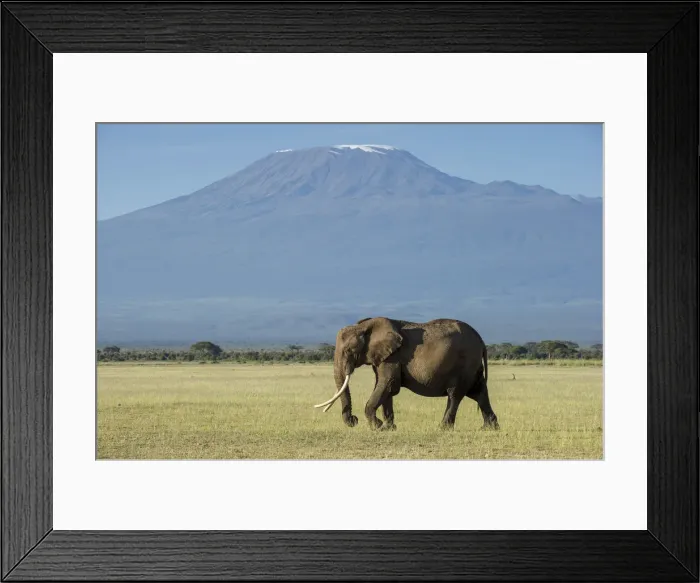 Framed Print : Elephants and Mount Kilimanjaro, Amboseli, Kenya Framed Print : Elephants and Mount Kilimanjaro, Amboseli, Kenya