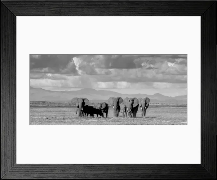 Framed Print : Black and white of elephants in Amboseli, Kenya Framed Print : Black and white of elephants in Amboseli, Kenya