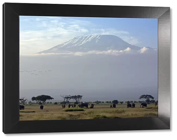 Elephants in front of Mount Kilimanjaro, Kenya