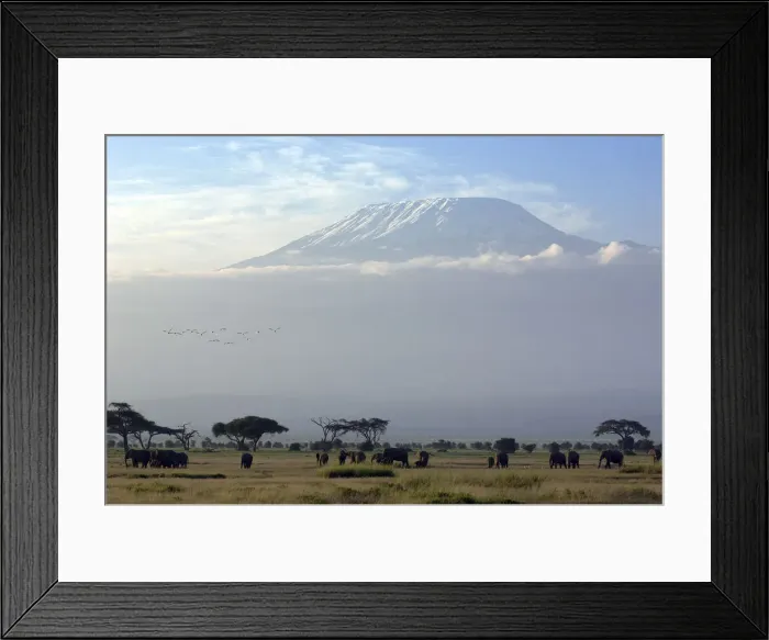 Framed Print : Elephants in front of Mount Kilimanjaro, Kenya Framed Print : Elephants in front of Mount Kilimanjaro, Kenya