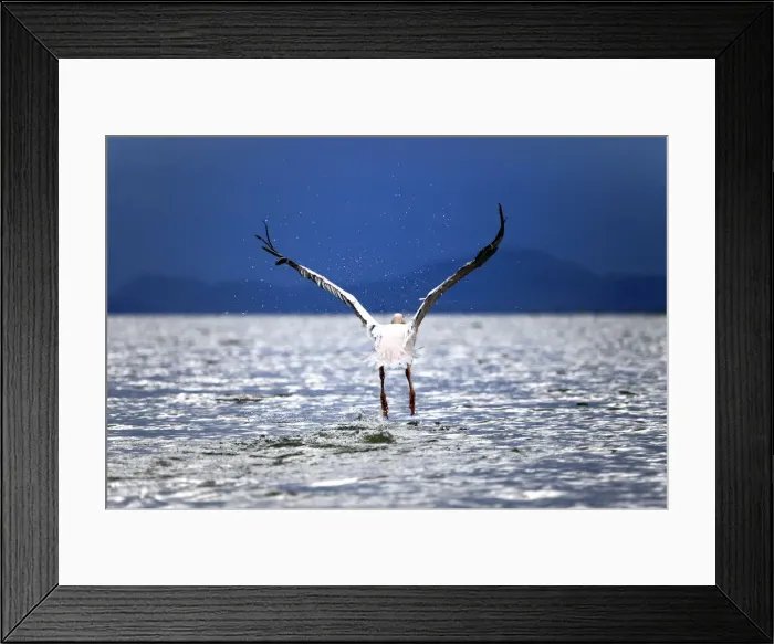 Framed Print : Great White Pelican (Pelecanus onocrotalus), Lake Naivasha, Nakuru County, Kenya Framed Print : Great White Pelican (Pelecanus onocrotalus), Lake Naivasha, Nakuru County, Kenya