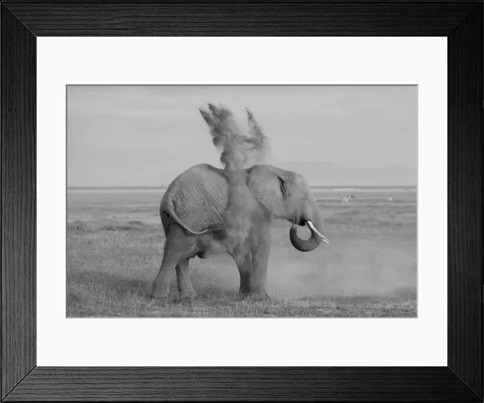 Framed Print : Black and white of elephants in Amboseli, Kenya Framed Print : Black and white of elephants in Amboseli, Kenya