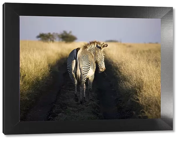 Grevys zebra, Lewa Wildlife Conservancy, Kenya