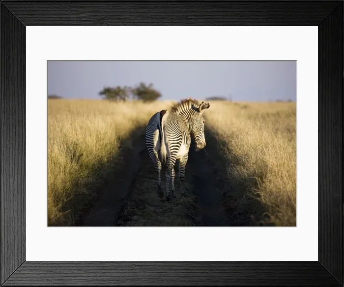 Framed Print : Grevys zebra, Lewa Wildlife Conservancy, Kenya Framed Print : Grevys zebra, Lewa Wildlife Conservancy, Kenya