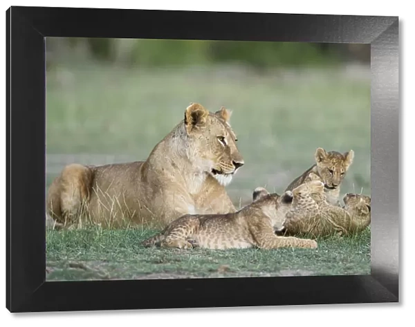 A lioness and cubs playing in Amboseli, Kenya