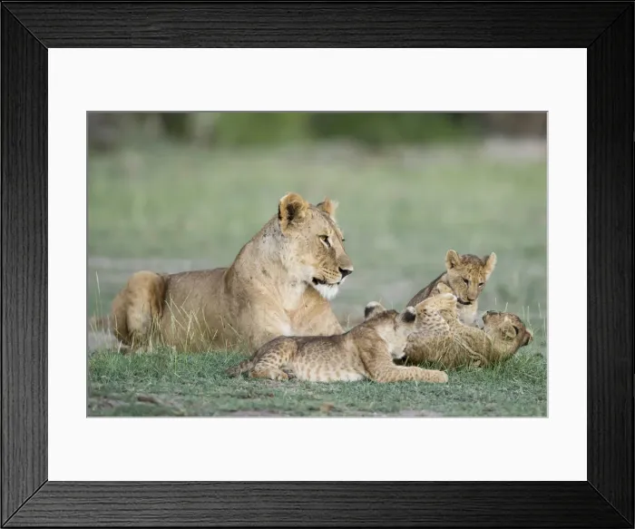 Framed Print : A lioness and cubs playing in Amboseli, Kenya Framed Print : A lioness and cubs playing in Amboseli, Kenya