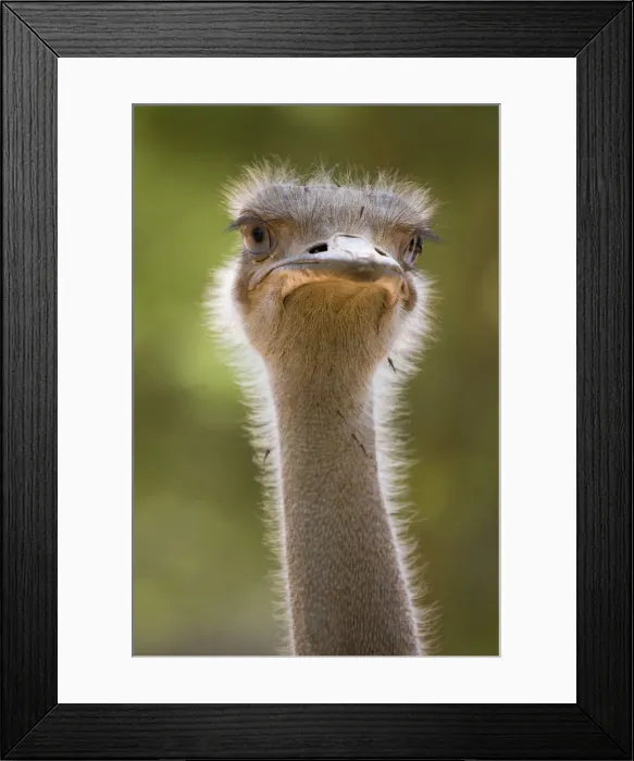 Framed Print : Ostrich, Lewa Wildlife Conservancy, Kenya Framed Print : Ostrich, Lewa Wildlife Conservancy, Kenya