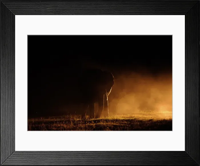 Framed Print : Elephant with dust and spotlight, Ol Pejeta, Kenya