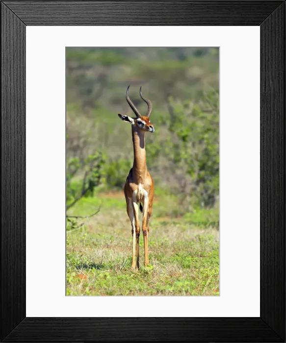Framed Print : Gerenuk (Litocranius walleri), Samburu National Reserve, Kenya Framed Print : Gerenuk (Litocranius walleri), Samburu National Reserve, Kenya