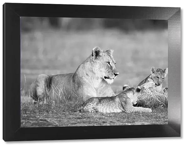 Lion family playing, Kenya