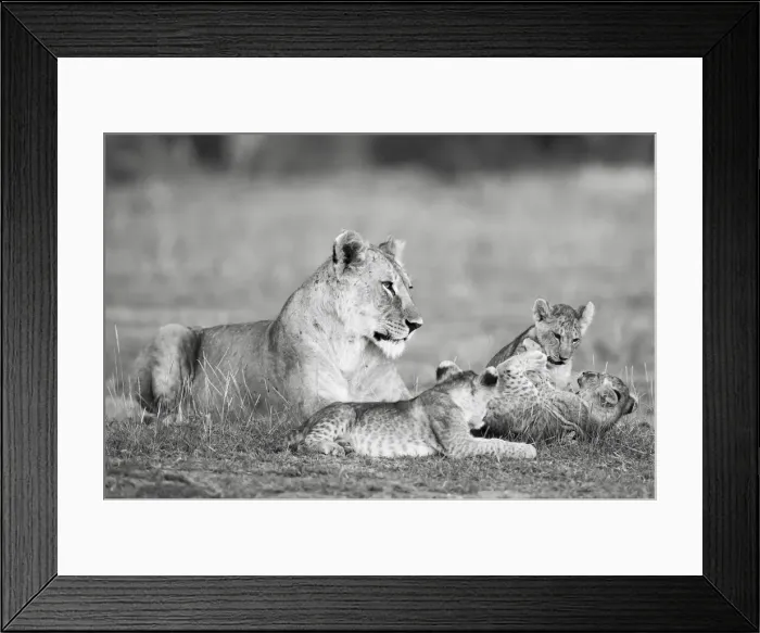 Framed Print : Lion family playing, Kenya Framed Print : Lion family playing, Kenya