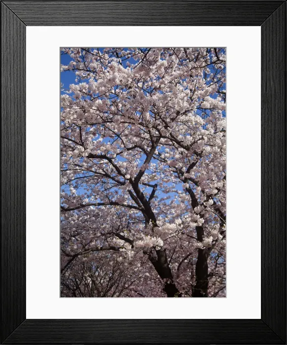 Framed Print : Korea, Seoul, Yeouido, Cherry blossoms on Yunjungo Street behing the National Assembly Framed Print : Korea, Seoul, Yeouido, Cherry blossoms on Yunjungo Street behing the National Assembly