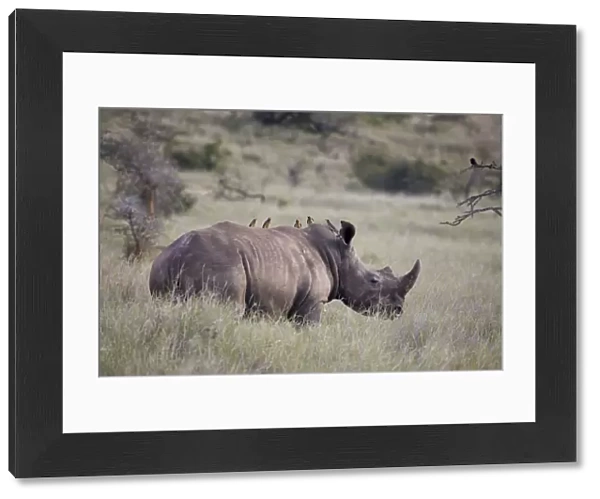 White rhinoceros, Lewa Wildlife Conservancy, Kenya
