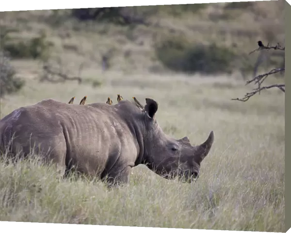 White rhinoceros, Lewa Wildlife Conservancy, Kenya