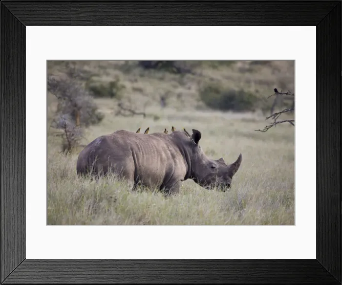 Framed Print : White rhinoceros, Lewa Wildlife Conservancy, Kenya Framed Print : White rhinoceros, Lewa Wildlife Conservancy, Kenya