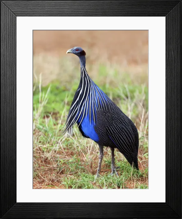 Framed Print : Vulturine Guineafowl (Acryllium vulturinum), Samburu National Reserve, Kenya