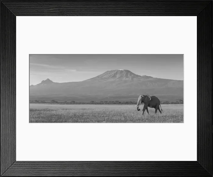 Framed Print : Elephants and Mount Kilimanjaro, Amboseli, Kenya, black and white Framed Print : Elephants and Mount Kilimanjaro, Amboseli, Kenya, black and white