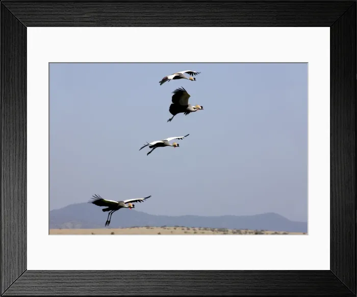 Framed Print : Crown cranes, Lewa Wildlife Conservancy, Kenya Framed Print : Crown cranes, Lewa Wildlife Conservancy, Kenya