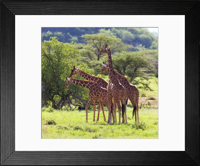 Framed Print : Masai Giraffe (Giraffa camelopardalis tippelskirchi), Samburu National Reserve, Kenya Framed Print : Masai Giraffe (Giraffa camelopardalis tippelskirchi), Samburu National Reserve, Kenya