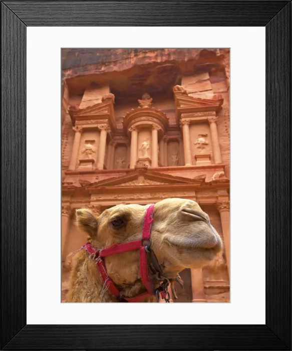 Framed Print : Camel In Front Of The Treasury, Petra, Jordan, Middle East Framed Print : Camel In Front Of The Treasury, Petra, Jordan, Middle East