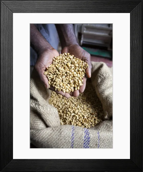 Framed Print : Dried Coffee Beans, Marley Coffee plantation, Blue Mountains, Portland Parish, Jamaica Framed Print : Dried Coffee Beans, Marley Coffee plantation, Blue Mountains, Portland Parish, Jamaica