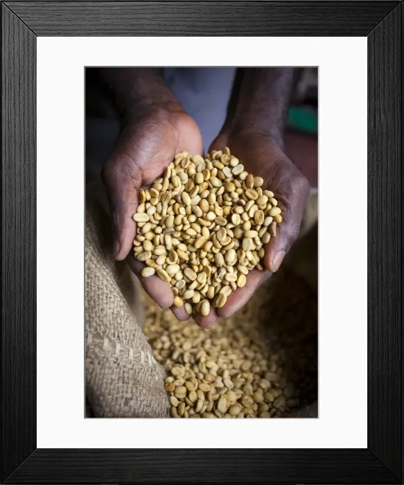 Framed Print : Dried Coffee Beans, Marley Coffee plantation, Blue Mountains, Portland Parish, Jamaica Framed Print : Dried Coffee Beans, Marley Coffee plantation, Blue Mountains, Portland Parish, Jamaica
