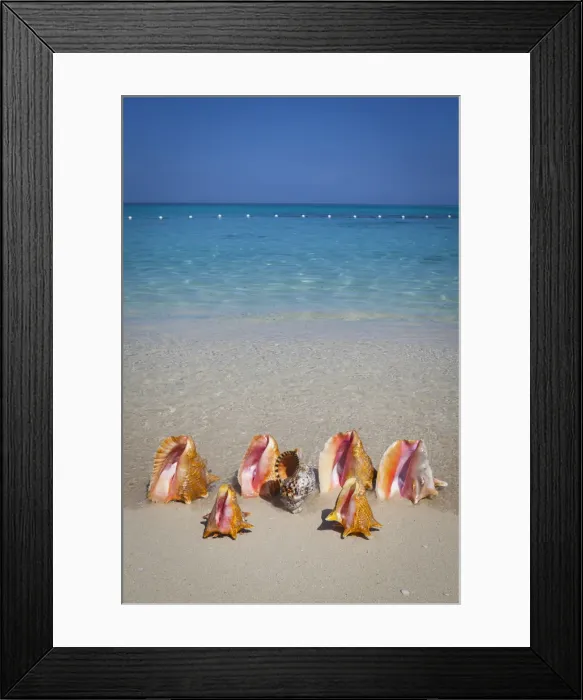 Framed Print : Conch Shells, Cornwall Beach, Montego Bay, Jamaica, Caribbean Framed Print : Conch Shells, Cornwall Beach, Montego Bay, Jamaica, Caribbean